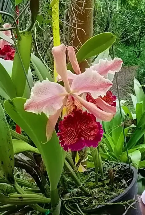 Cattleya dowiana 'Rosita' x self