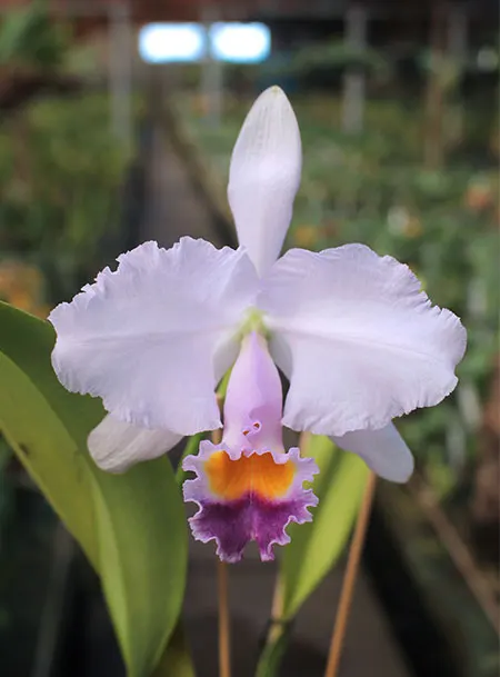 Cattleya trianae coerulea (SPL #1)