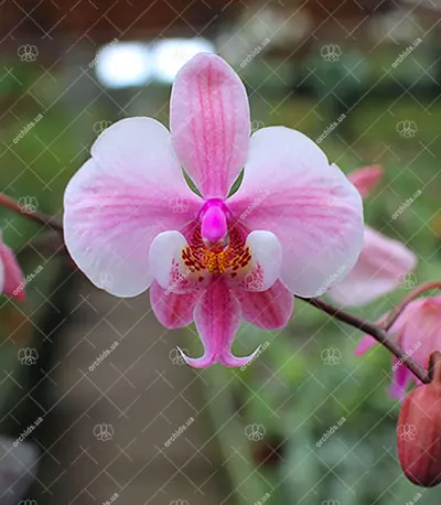 Phalaenopsis schilleriana stripes