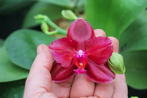 Phalaenopsis Mituo Sun 'Mituo#2' x Mituo King Bellina (peloric)