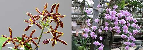 Phalaenopsis schilleriana x mannii black