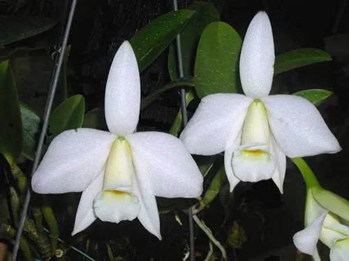 Laelia praestans alba