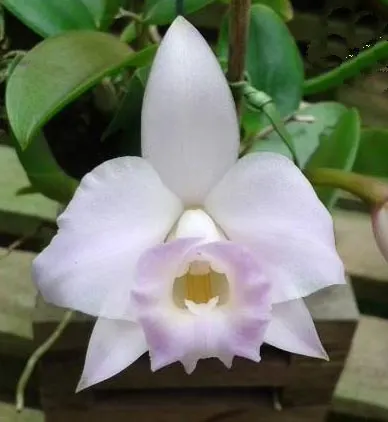 Laelia alaori albescens