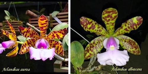 Cattleya aclandiae aurea 'Luiza' x albescens (Caliman)