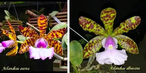 Cattleya aclandiae aurea 'Luiza' x albescens (Caliman)