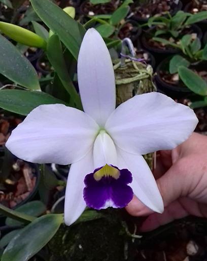 Laelia pumila coerulea 'Paraopeba'