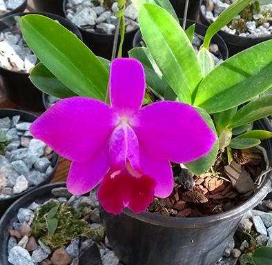 Laelia pumila rubra 'Charme da Morada' x self