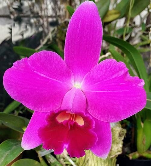 Laelia pumila rubra 'Charme da Morada' x self