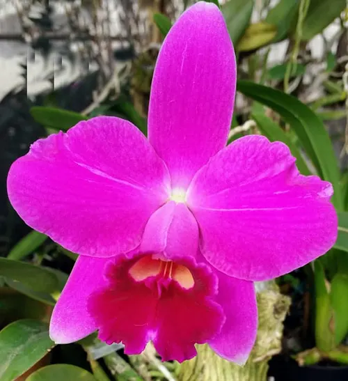 Laelia pumila rubra 'Charme da Morada' x self