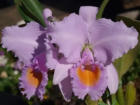 Cattleya schroederae 'Popayan' x self