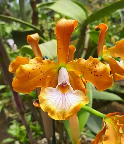 Cattleya velutina aurea x self