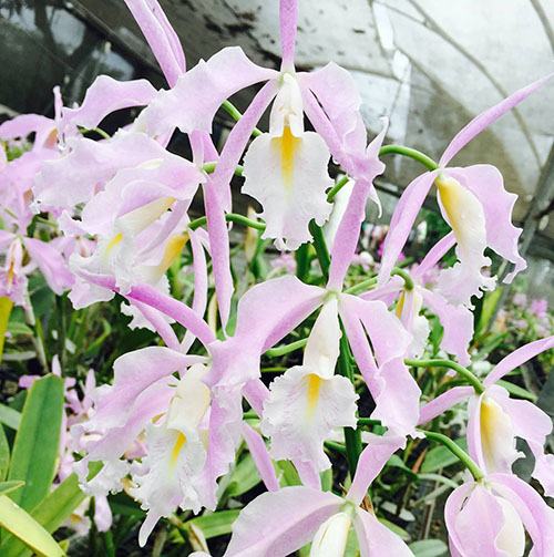 Cattleya maxima 'Alice' x self