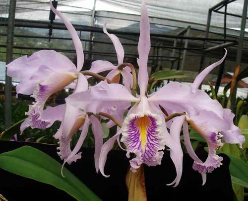 Cattleya maxima (1507)