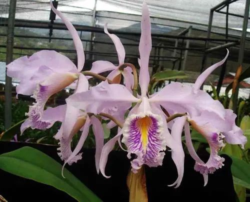 Cattleya maxima (1507)