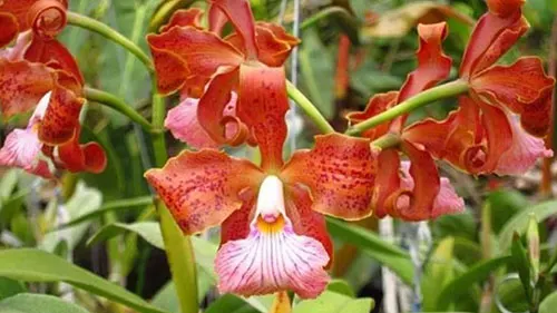 Cattleya velutina (Ralph)