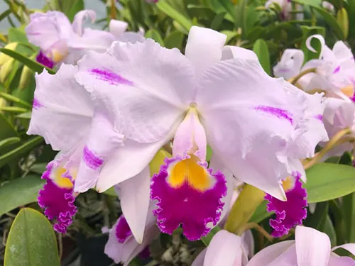 Cattleya trianae 'Cuencanita' x 'Morlaquita'