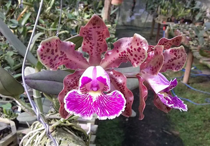 Cattleya schilleriana tipo 'Capitu'