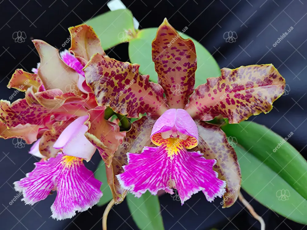 Cattleya schilleriana 'Formosinha' x 'Guarapari'