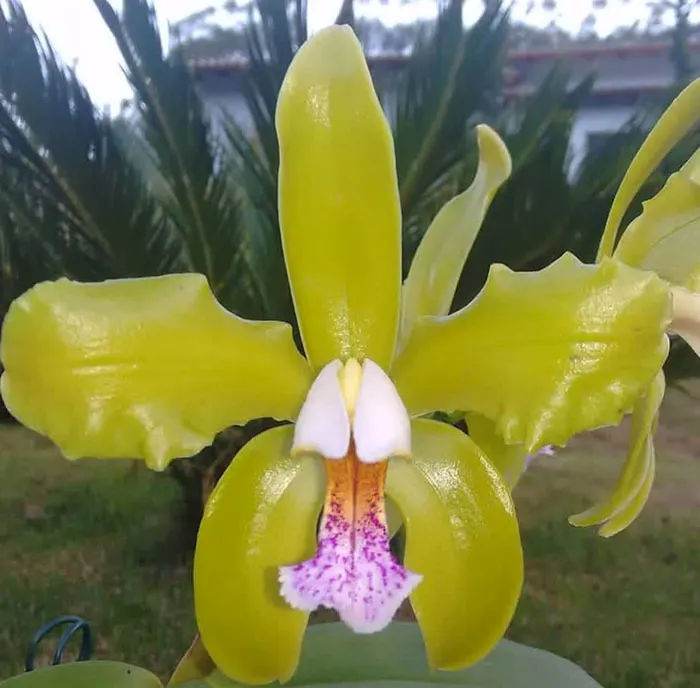 Cattleya schofieldiana brinde variedade semi-alba