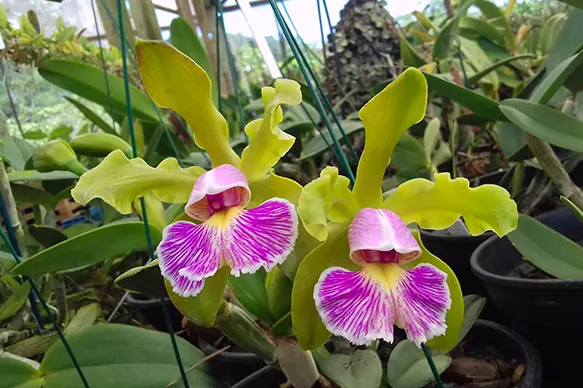 Cattleya schilleriana semi-alba (BR-1)