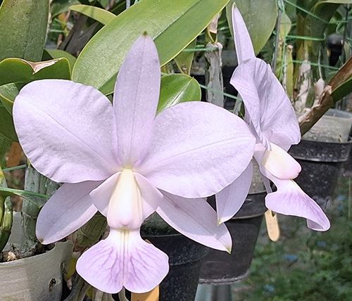 Cattleya walkeriana coerulea