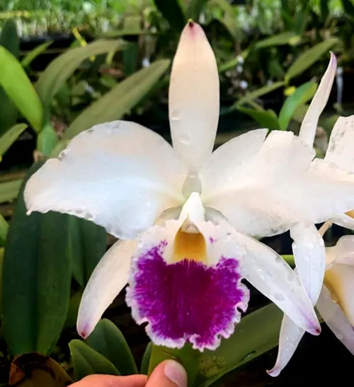 Cattleya labiata semi-alba