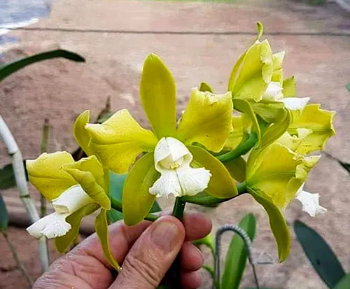 Cattleya leopoldii trilabelo alba