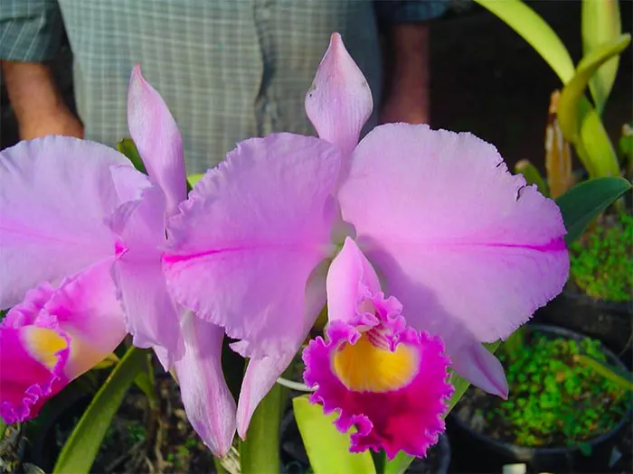 Cattleya trianae 'Mary Fennell'