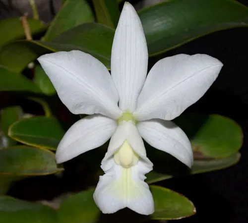 Cattleya nobilior alba