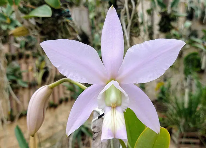 Cattleya nobilior coerulescens