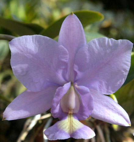 Cattleya nobilior coerulea