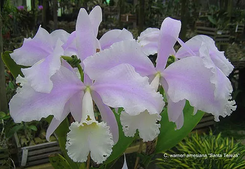 Cattleya warneri suavissima 'Santa Tereza' x self
