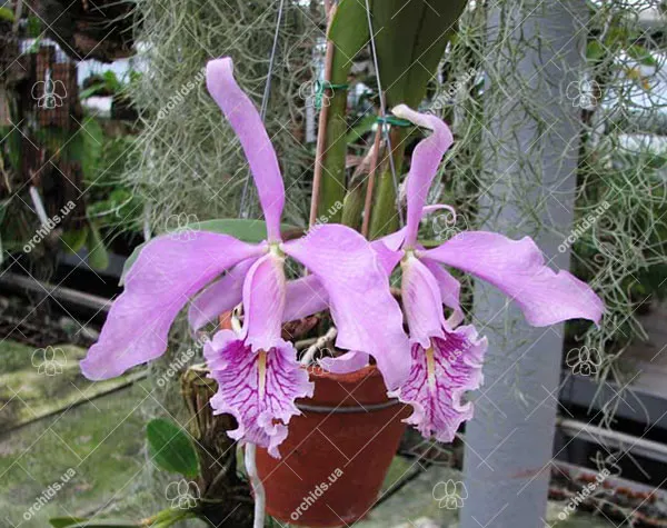 Cattleya maxima 'Light Pink'