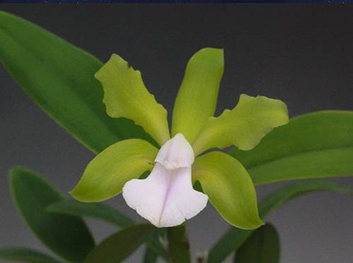 Cattleya bicolor albescens 'Armageddon'