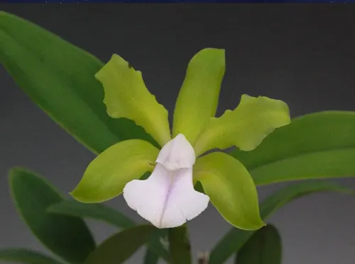 Cattleya bicolor albescens 'Armageddon'
