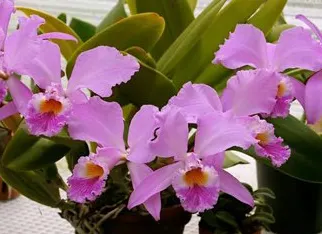 Cattleya gaskelliana 'Luna' x self