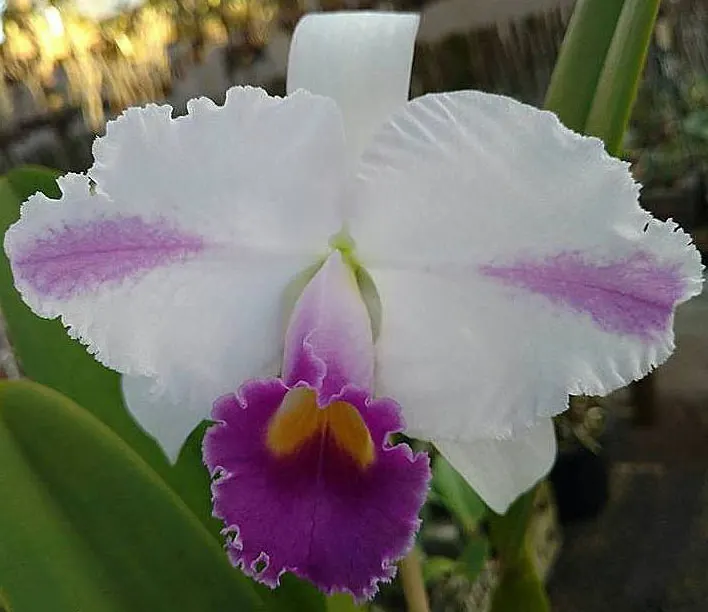 Cattleya trianae flamea coerulea