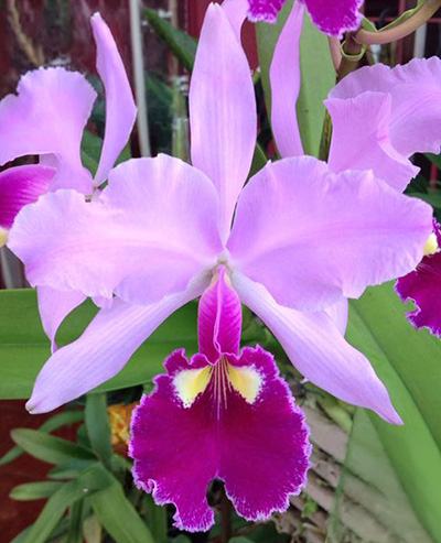 Cattleya warscewiczii tipo