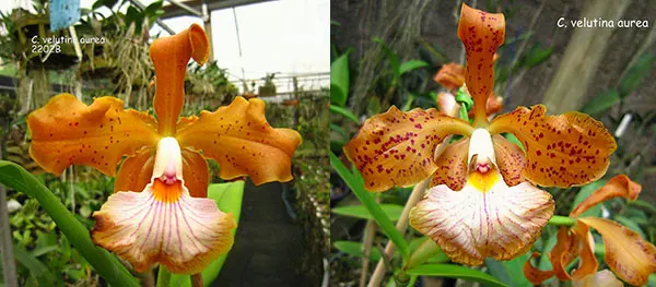 Cattleya velutina aurea x aurea