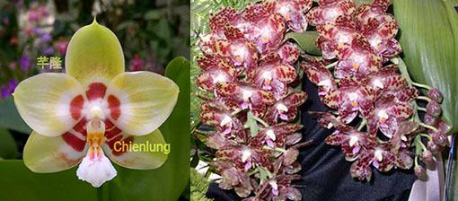 Phalaenopsis Chienlung Sweetheart x gigantea