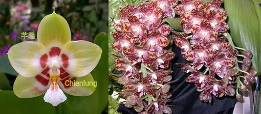 Phalaenopsis Chienlung Sweetheart x gigantea