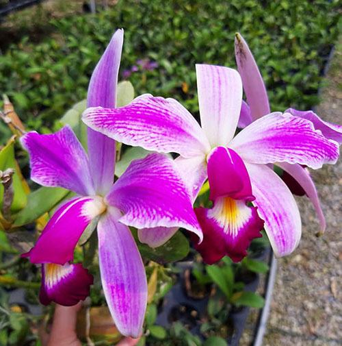 Cattleya violacea semi-alba flamea