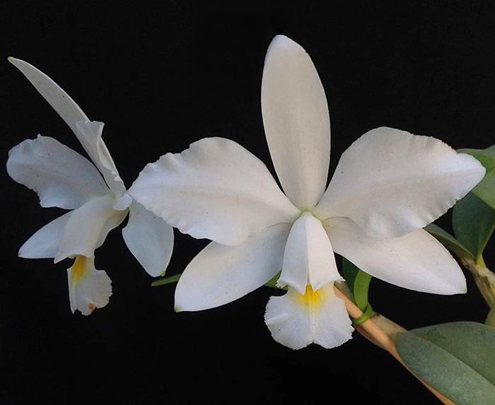Cattleya violacea alba