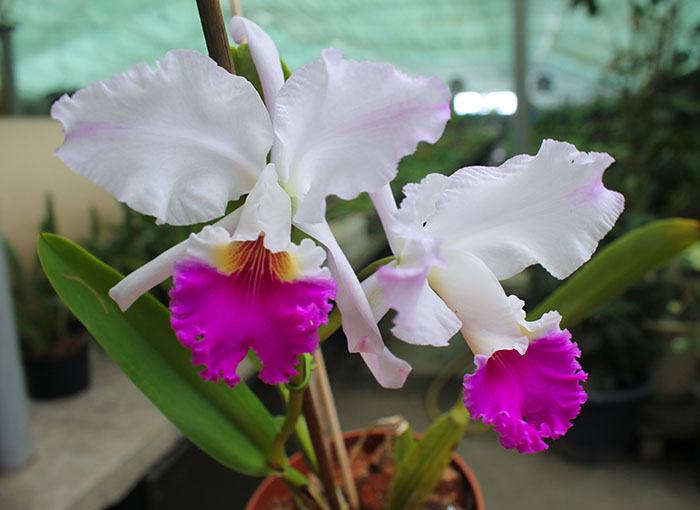 Cattleya mendelli (Hui Yun)