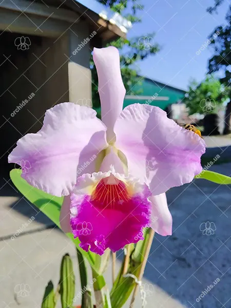 Cattleya mendelii flamea '821'