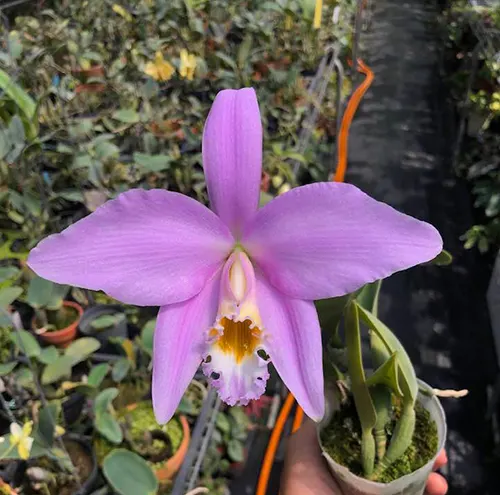 Laelia jongheana 'Big pink'