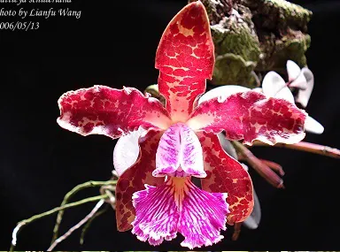 Cattleya schilleriana var sanderiana