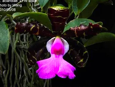 Cattleya aclandiae 'LFW Black' x self