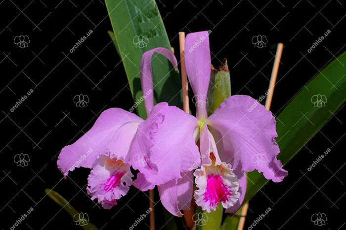 Cattleya mossiae '821' x self