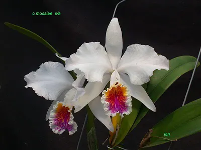 Cattleya mossiae semi-alba 'M-E'